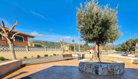 Placeta